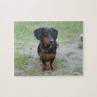 Black and Brown Dachshund Pussel