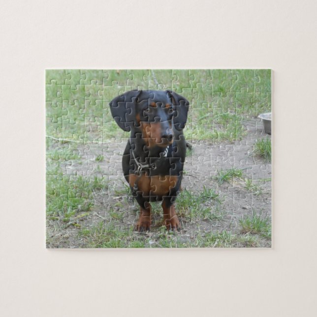 Black and Brown Dachshund Pussel (Horisontell)
