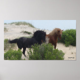 Black and Brown Vild Corolla Horses Poster