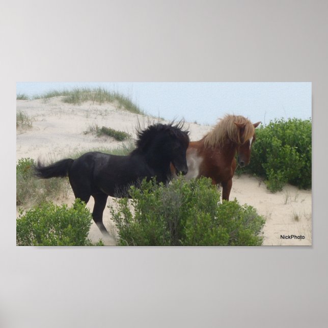 Black and Brown Vild Corolla Horses Poster (Framsidan)