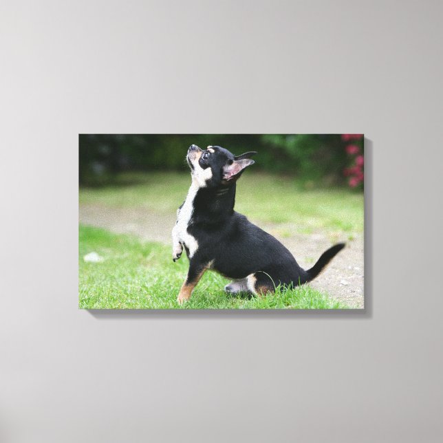 Black and Cream Chihuahua Canvastryck (Framsida)