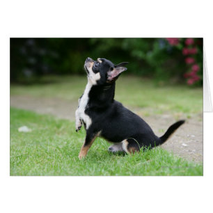 Black and Cream Chihuahua Hälsningskort