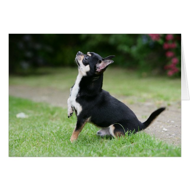 Black and Cream Chihuahua Hälsningskort (Framsidan Horizontal)
