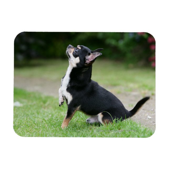 Black and Cream Chihuahua Magnet (Horisontell)