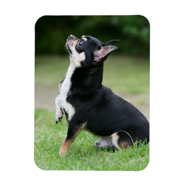 Black and Cream Chihuahua Magnet (Vertikal)