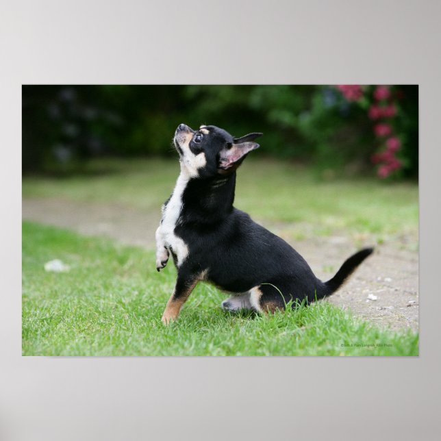 Black and Cream Chihuahua Poster (Framsidan)