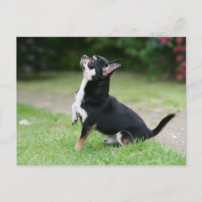Black and Cream Chihuahua Vykort (Framsida)