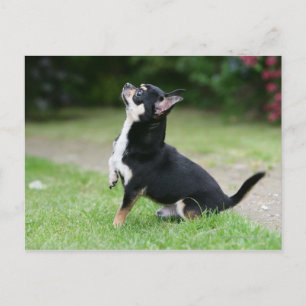 Black and Cream Chihuahua Vykort