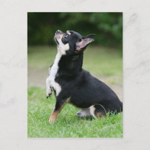 Black and Cream Chihuahua Vykort