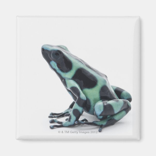 Black and Grönt Poison Dart Frog Magnet (Framsidan)