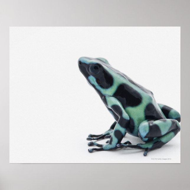 Black and Grönt Poison Dart Frog Poster (Framsidan)