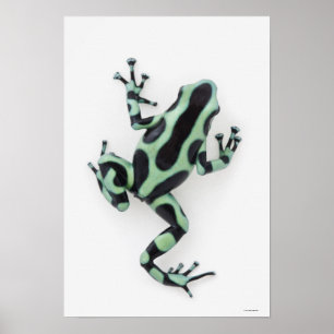 Black and Grönt Poison Dart Frog Poster