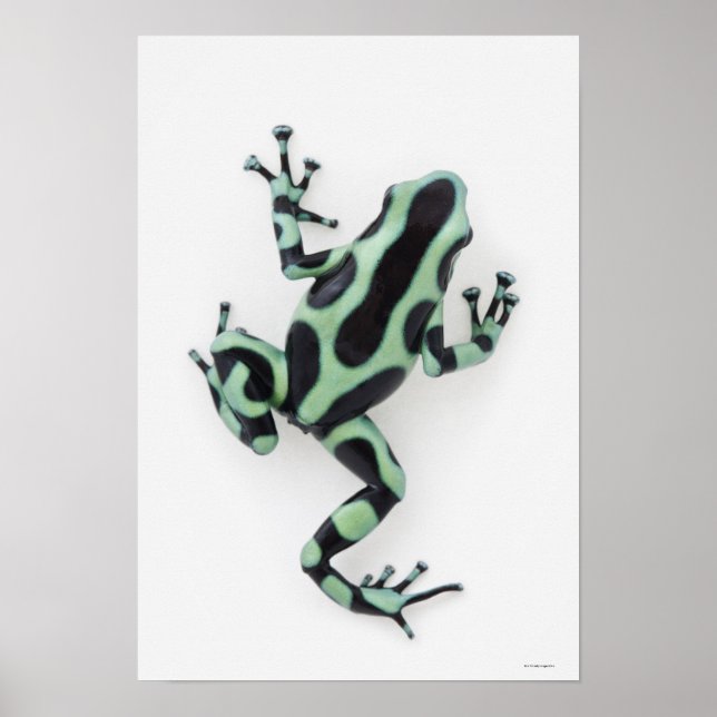 Black and Grönt Poison Dart Frog Poster (Framsidan)