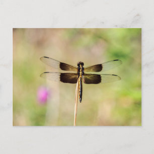 Black and Guld Dragonfly Vykort