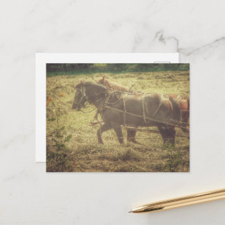 Black and Sorrel Amish Horses Mowing Hay Vykort