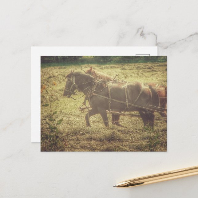 Black and Sorrel Amish Horses Mowing Hay Vykort (Fram/Back In Situ)
