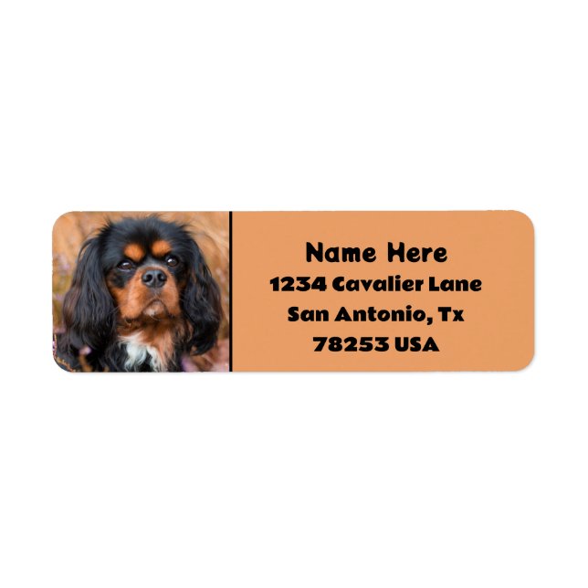 Black and Tan Cavalier Kung Charles Returadress Returadress Etikett (Framsidan)