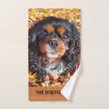Black and Tan Cavalier Kung Charles Spain