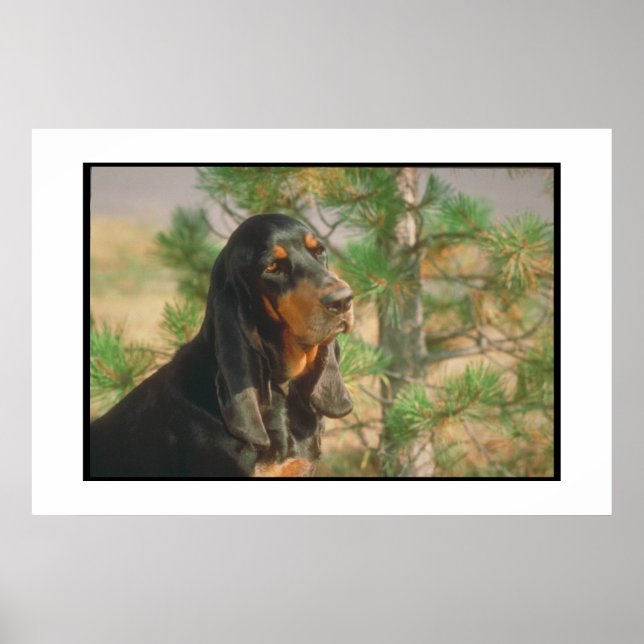 Black and Tan Coonhound Poster (Framsidan)