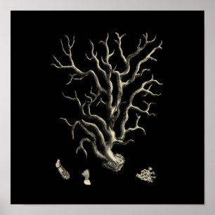 Black and Tan Coral Poster