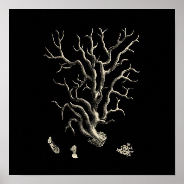 Black and Tan Coral Poster (Framsidan)