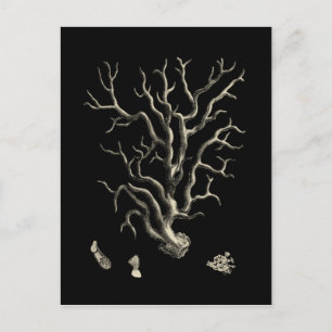 Black and Tan Coral Vykort