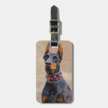 Black and Tan Doberman Pinscher in Jeweled collar