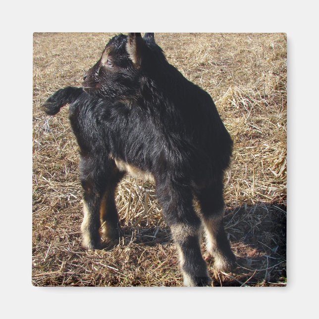 Black and Tan Kid Magnet (Framsidan)