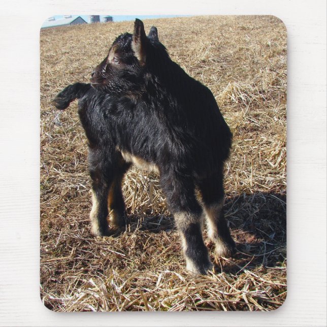 Black and Tan Kid Musmatta (Framsidan)