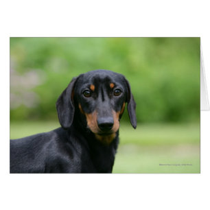Black and Tan MinMöbler Dachshund 1 Hälsningskort