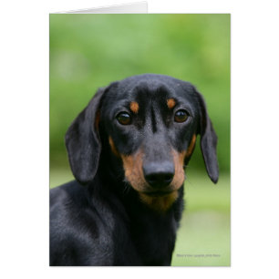 Black and Tan MinMöbler Dachshund 1 Hälsningskort