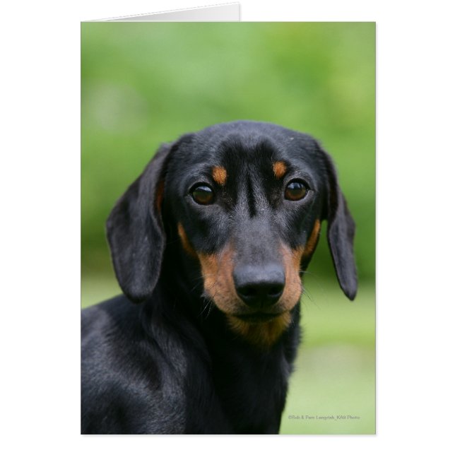 Black and Tan MinMöbler Dachshund 1 Hälsningskort (Framsidan)