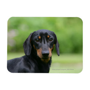 Black and Tan MinMöbler Dachshund 1 Magnet