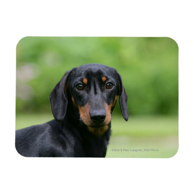 Black and Tan MinMöbler Dachshund 1 Magnet (Horisontell)