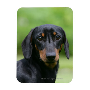 Black and Tan MinMöbler Dachshund 1 Magnet