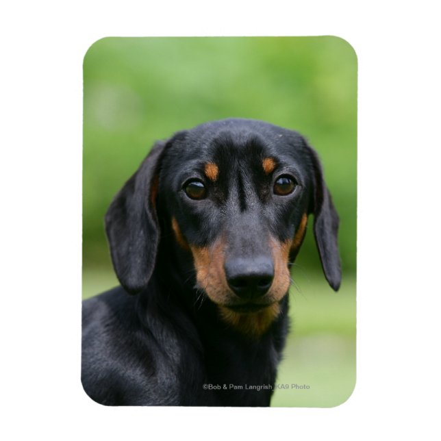 Black and Tan MinMöbler Dachshund 1 Magnet (Vertikal)