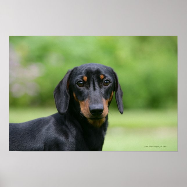 Black and Tan MinMöbler Dachshund 1 Poster (Framsidan)