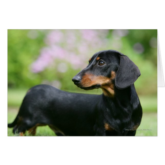 Black and Tan MinMöbler Dachshund 2 Hälsningskort (Framsidan Horizontal)