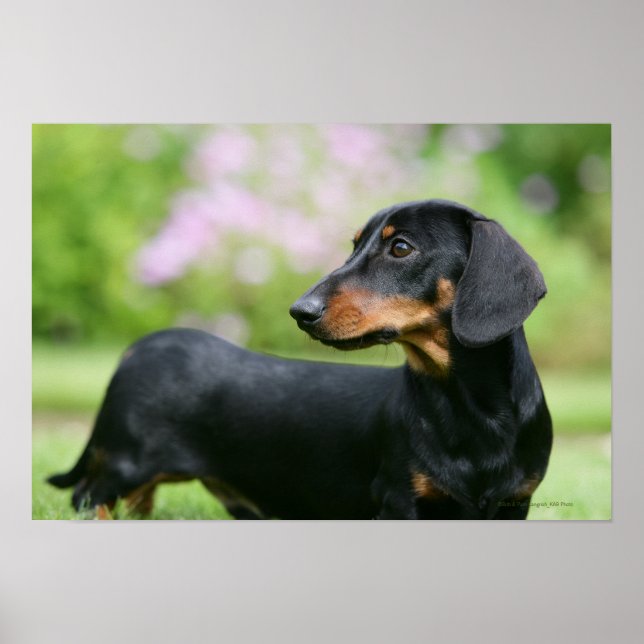 Black and Tan MinMöbler Dachshund 2 Poster (Framsidan)