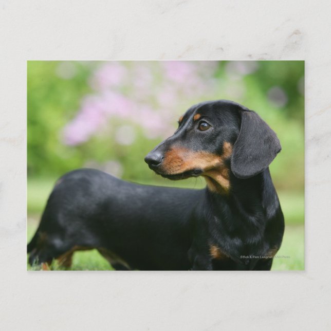 Black and Tan MinMöbler Dachshund 2 Vykort (Framsida)