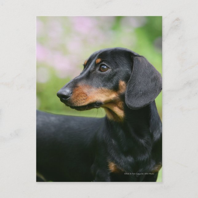 Black and Tan MinMöbler Dachshund 2 Vykort (Framsida)