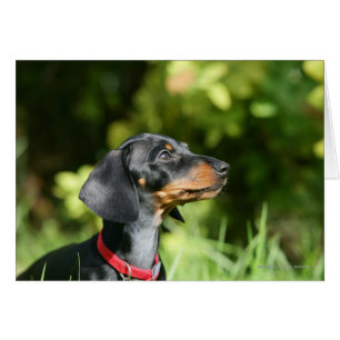Black and Tan MinMöbler Dachshund 3 Hälsningskort