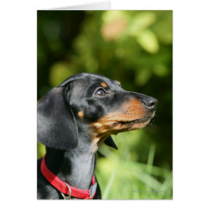 Black and Tan MinMöbler Dachshund 3 Hälsningskort