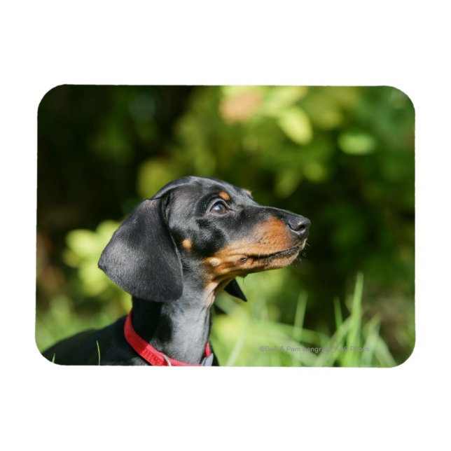 Black and Tan MinMöbler Dachshund 3 Magnet (Horisontell)