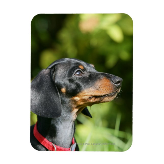 Black and Tan MinMöbler Dachshund 3 Magnet (Vertikal)