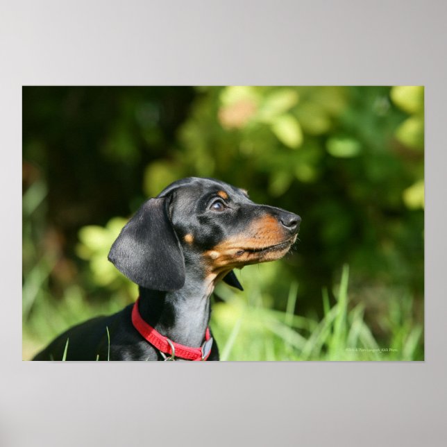 Black and Tan MinMöbler Dachshund 3 Poster (Framsidan)