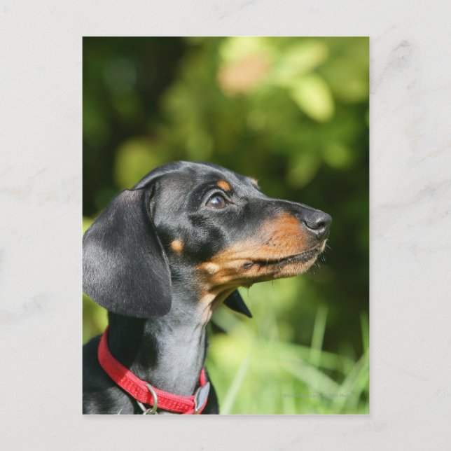 Black and Tan MinMöbler Dachshund 3 Vykort (Framsida)