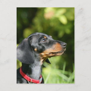 Black and Tan MinMöbler Dachshund 3 Vykort