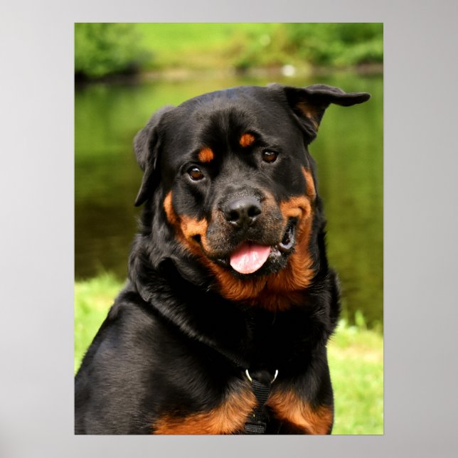 Black and Tan Rottweiler Puppy Hund Poster (Framsidan)