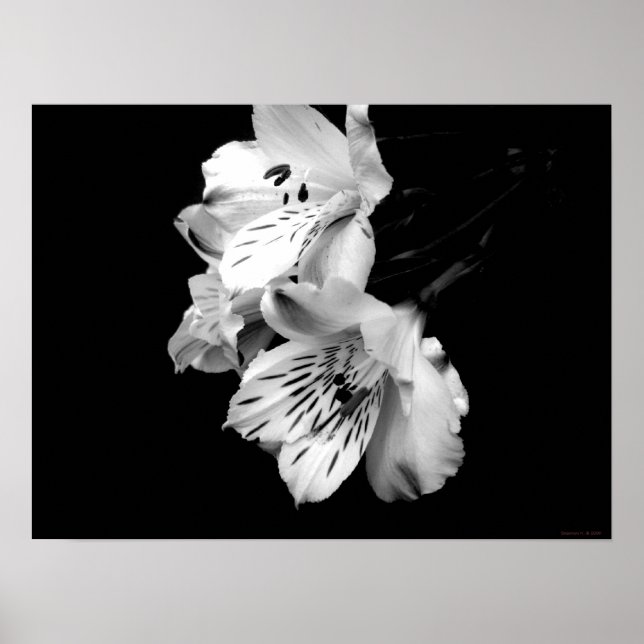 Black and White Alstroemeria Lily Poster (Framsidan)